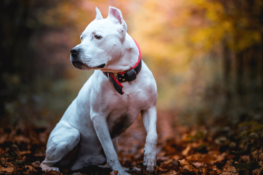 American pitbull sits in leaves