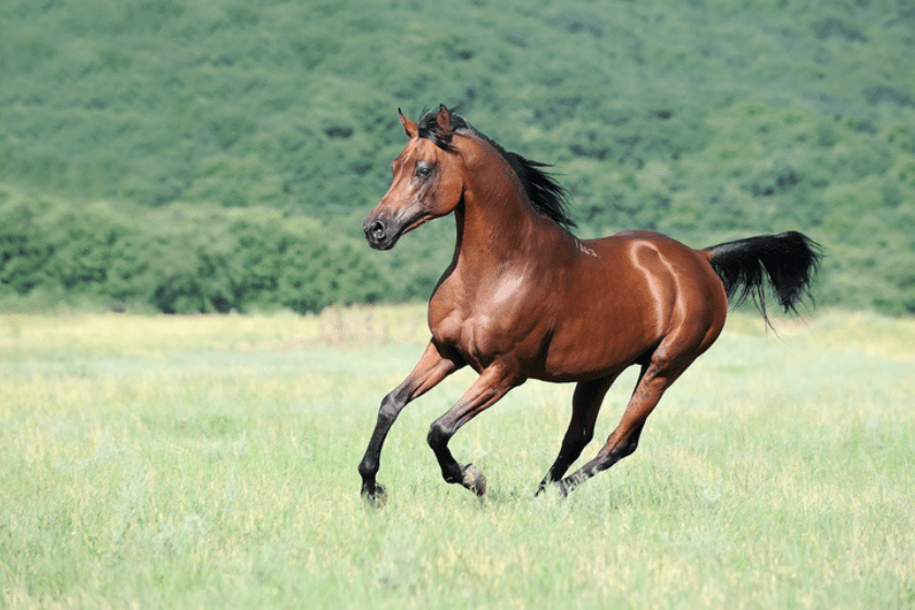 Beautiful brown arabian horse running gallop on pasture