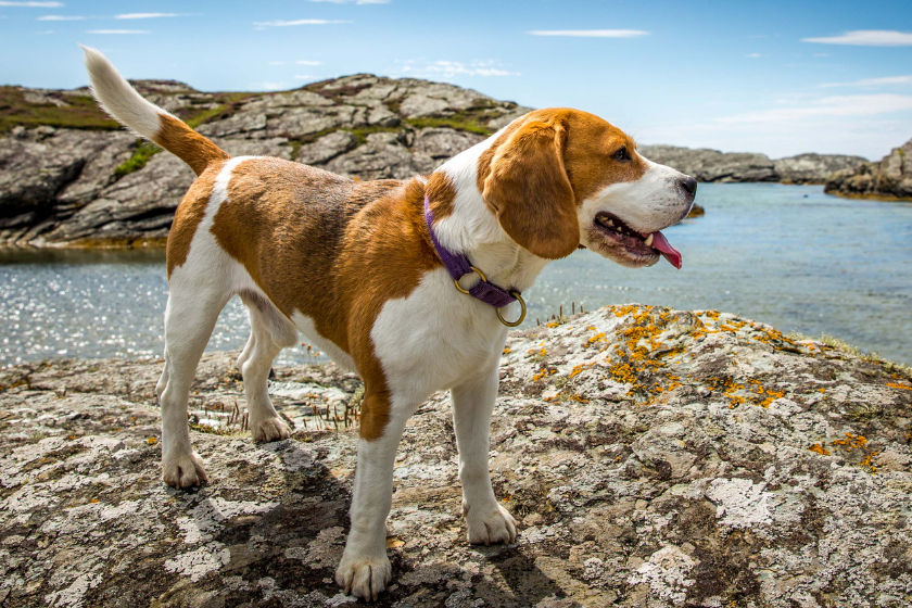 beagle stands on rocks by a lake