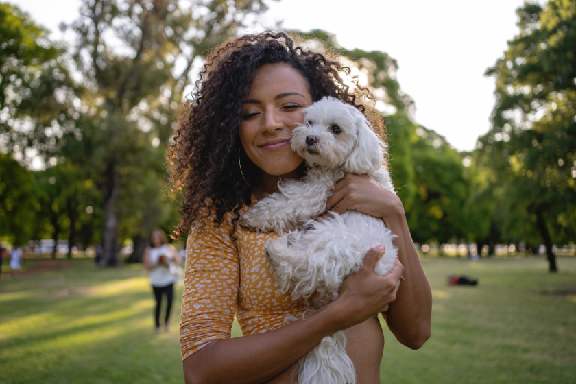 Bichon Frise most affectionate dog breed getting hugs from owner.