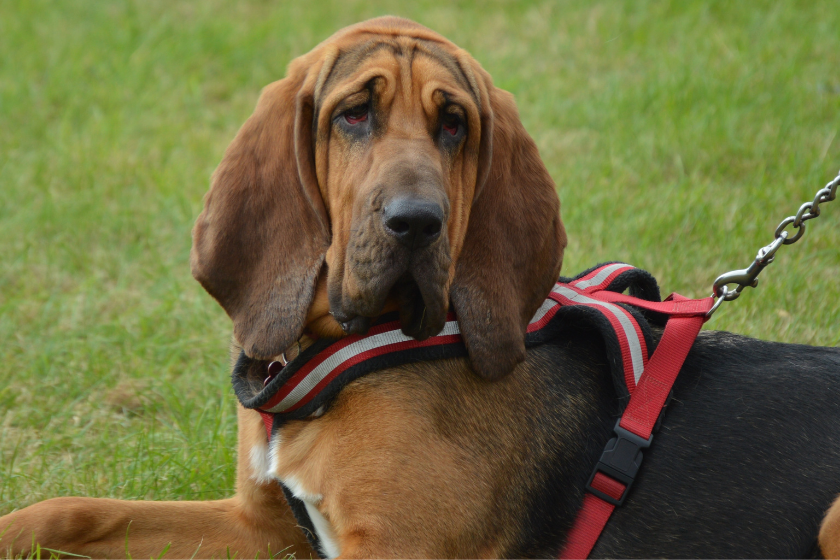 bloodhound sits on lawn