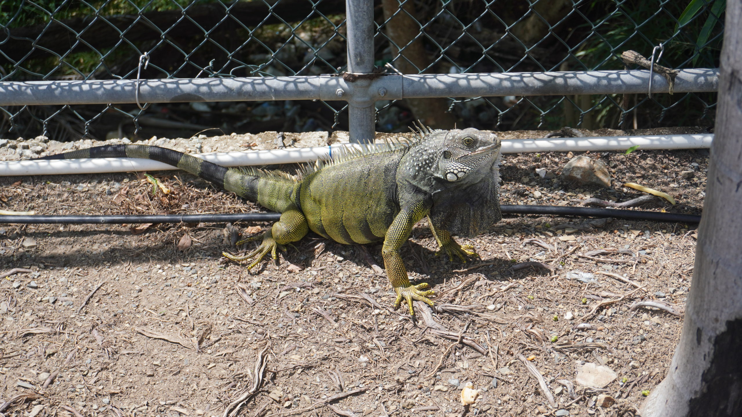 Invasive Species in Florida