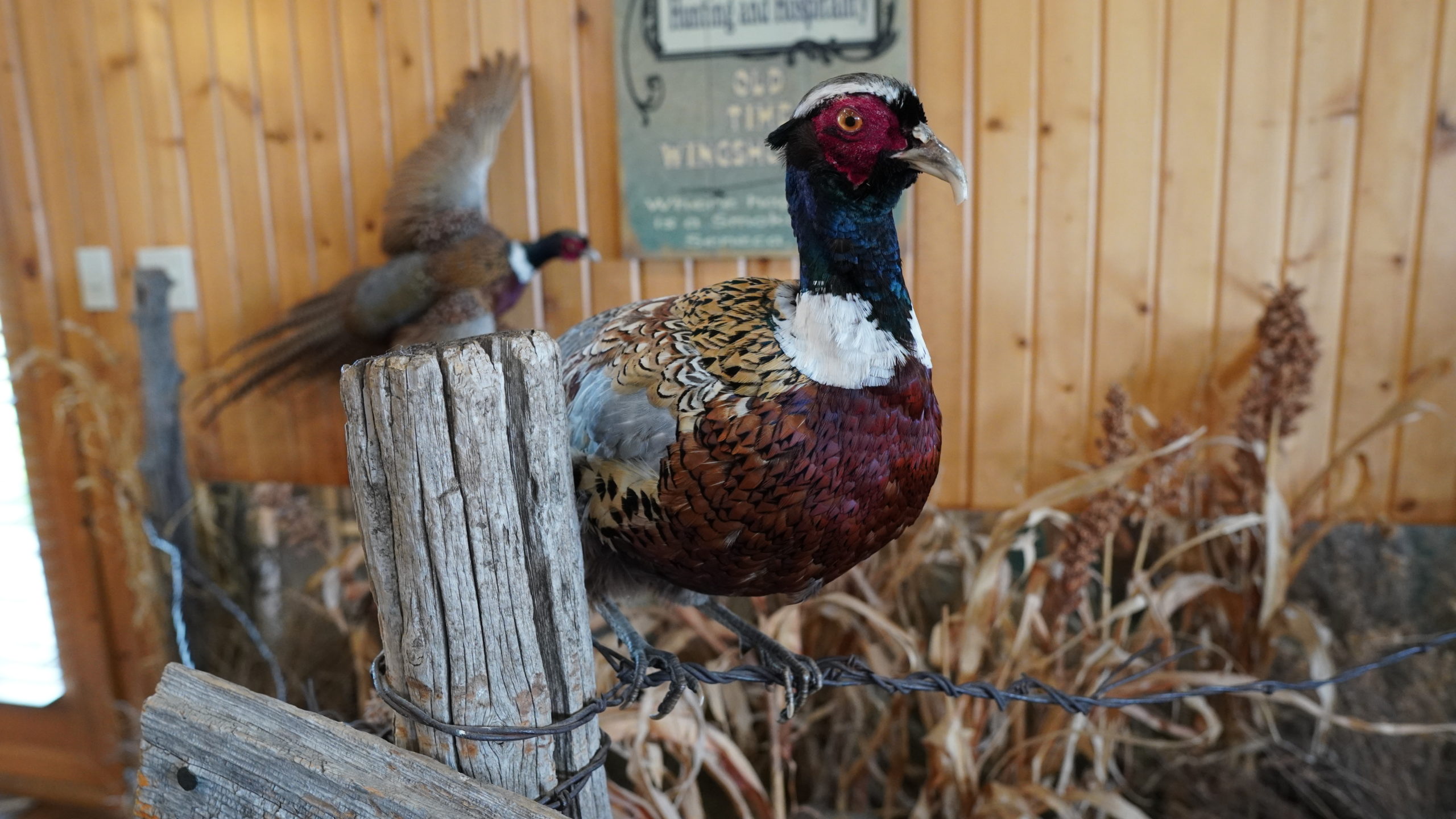 Pheasant Hunting South Dakota