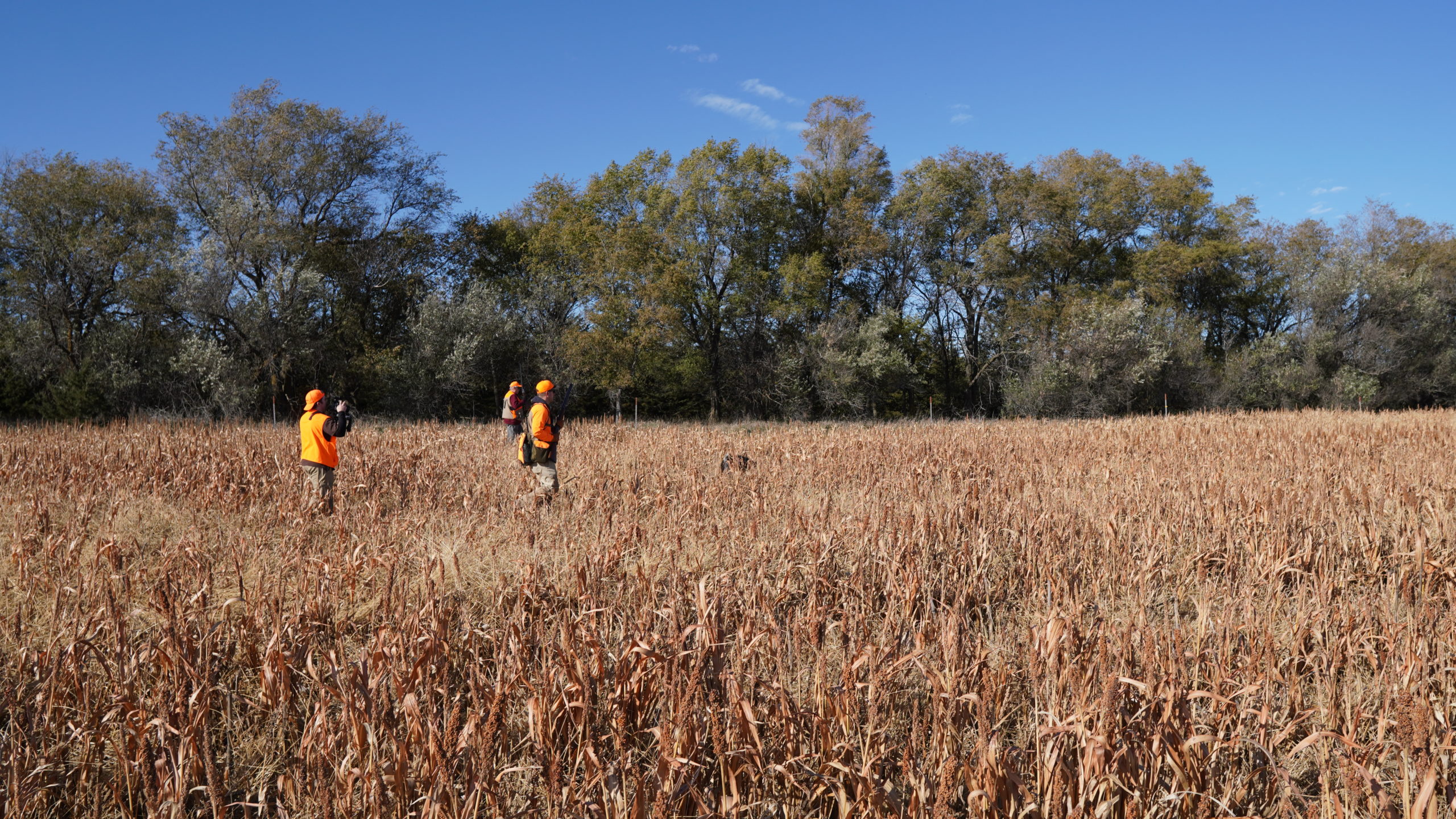 Pheasant Hunting South Dakota