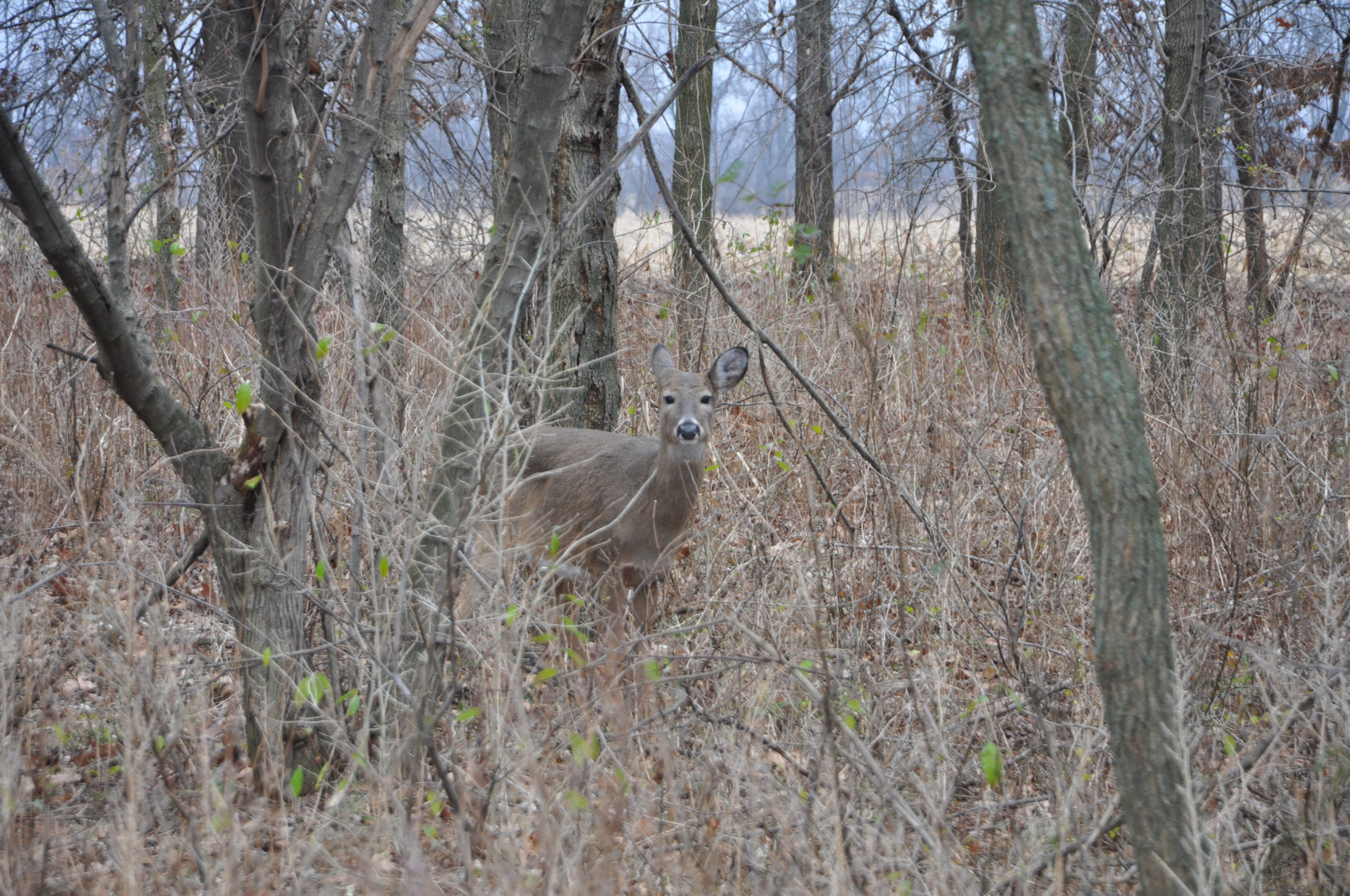 Firearms Deer Season