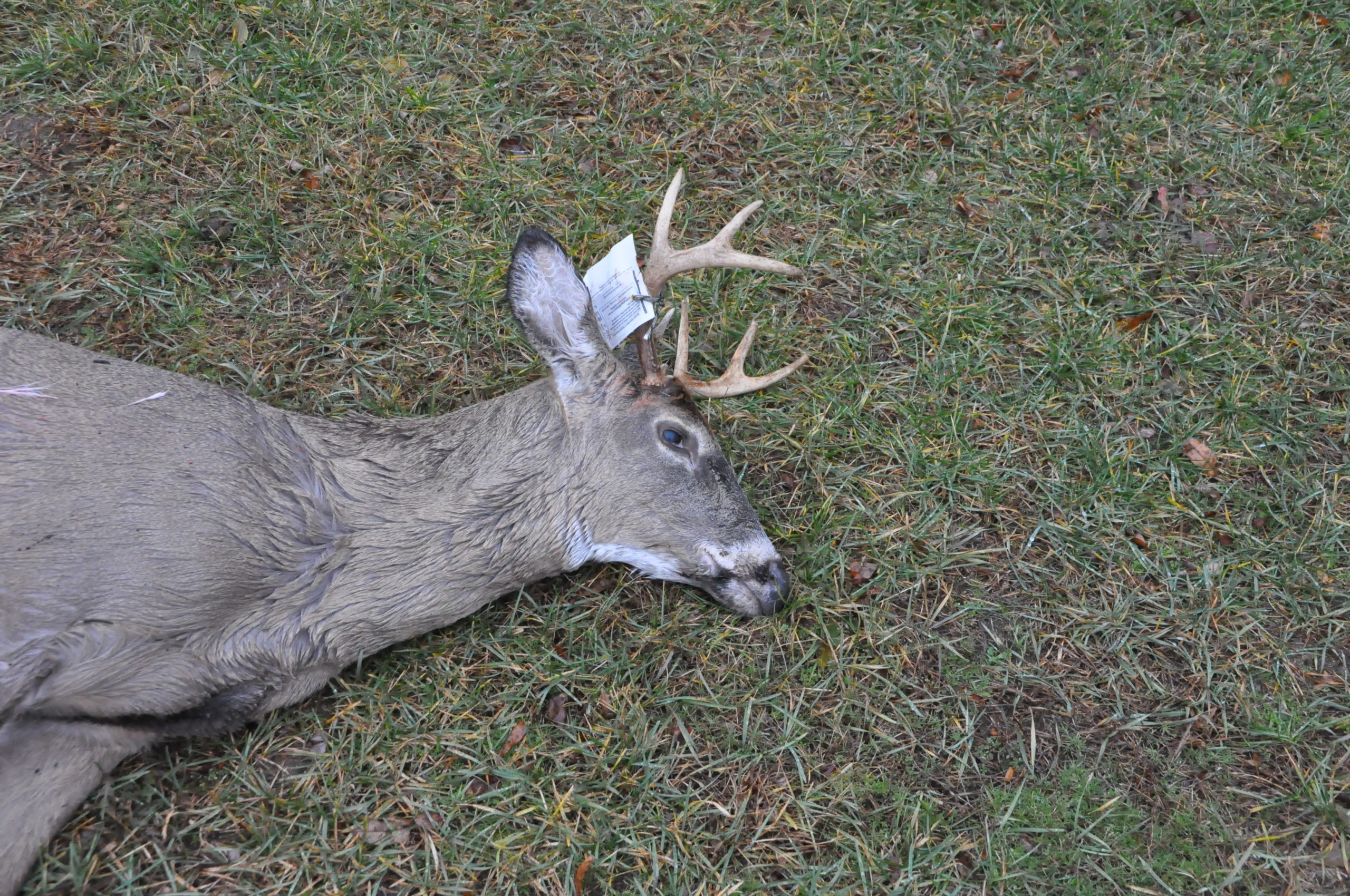 Late Season Deer Hunting Michigan