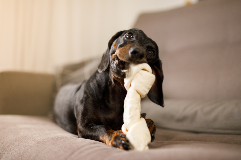 Dachshund chews bone that's too big for it and is most affectionate dog breed