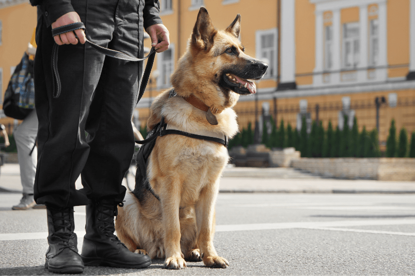 German Shepherd sits with handler