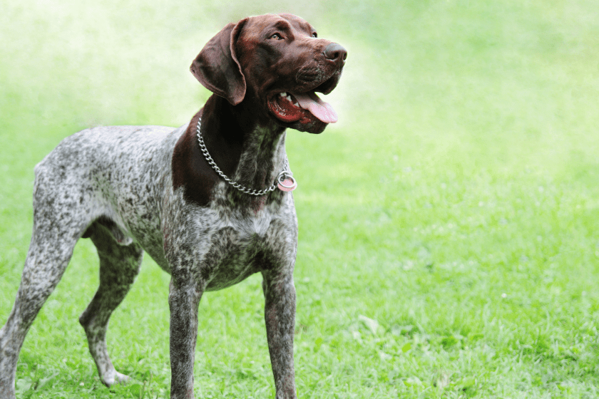 German Shorthair stands in the grass