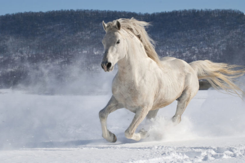 Horse Running in Snow, Power and Motion, White Stallion Freedom