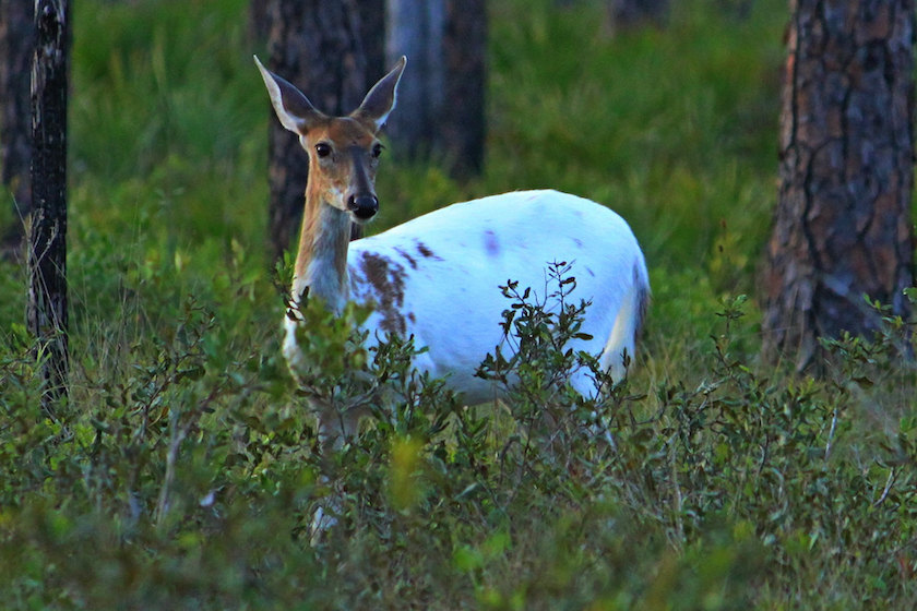 Albino and Piebald Deer