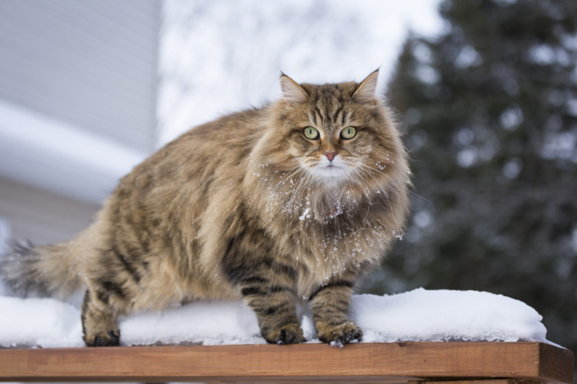 Siberian cat in the snow