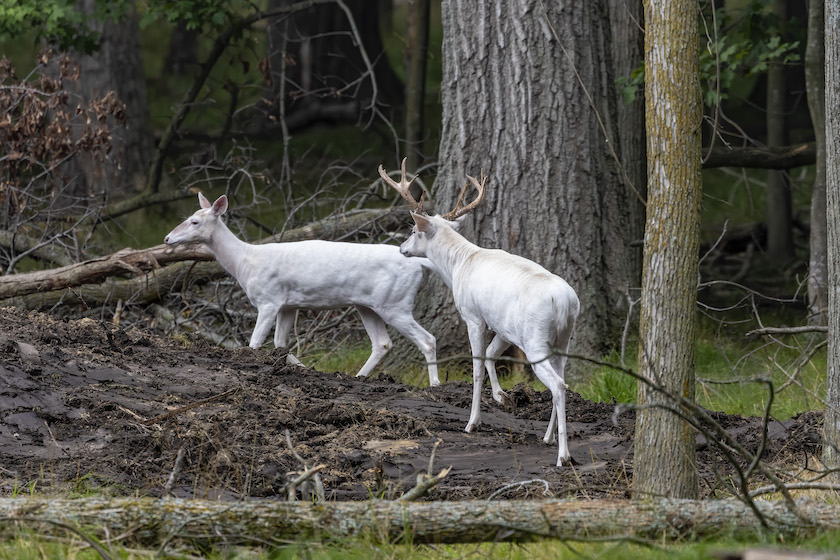 Albino and Piebald Deer