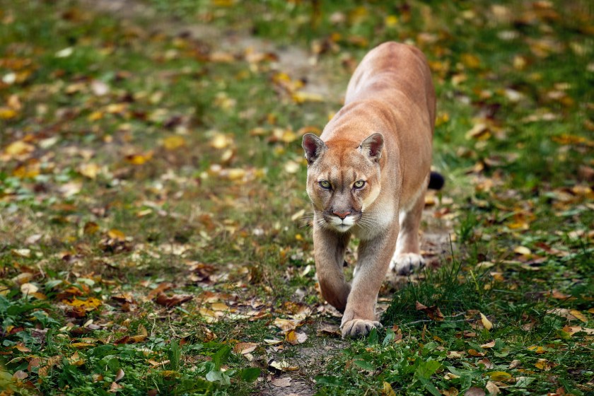 Mountain lion