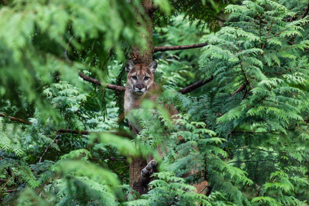 Female cougar sitting in a Cedar Tree looking directly at the camera