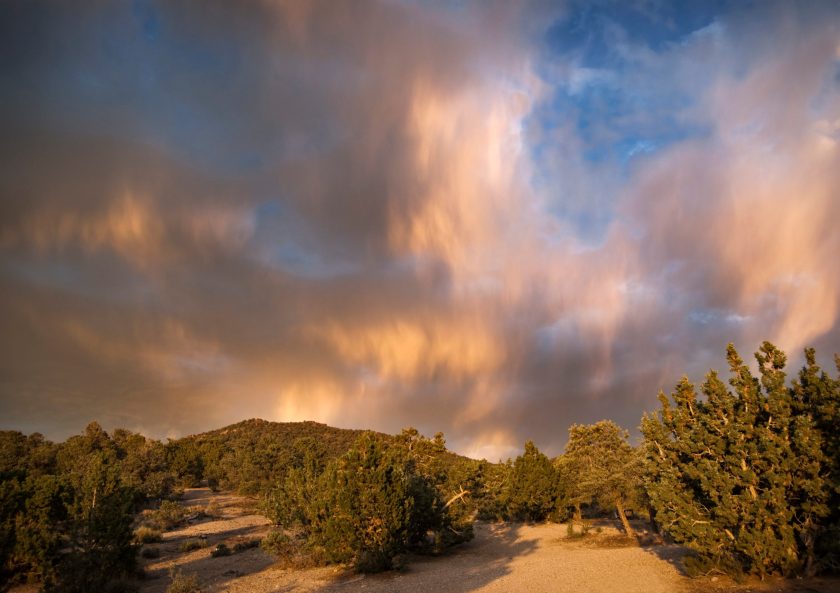 Rain showers at sunset over pinyon-juniper woodland at Berlin-Ichthyosaur State Park, Nye County, central Nevada