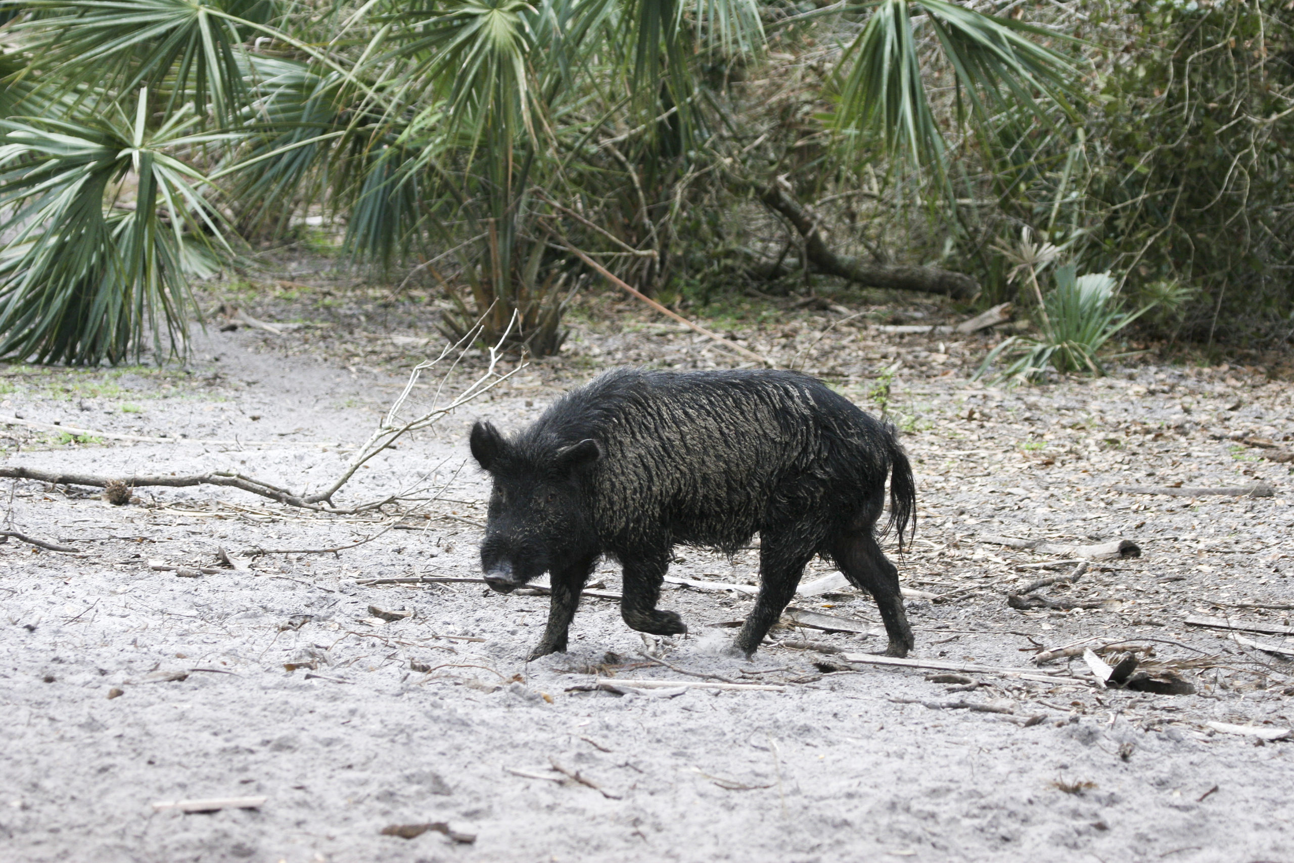 Invasive Species in Florida