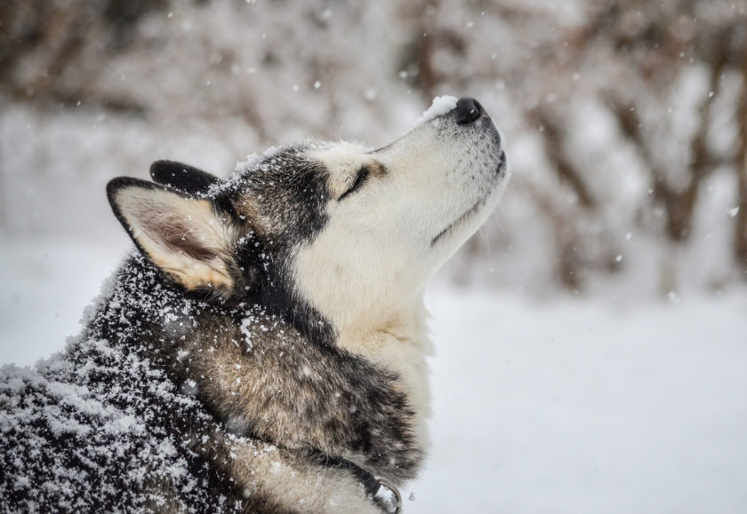 Siberian Husky Dog Enjoying the Winter Snow