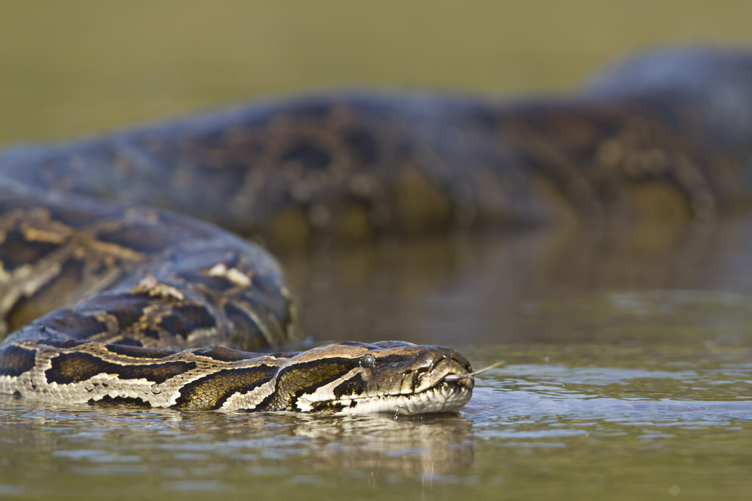 Invasive Species in Florida