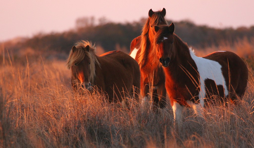 Assateague horses