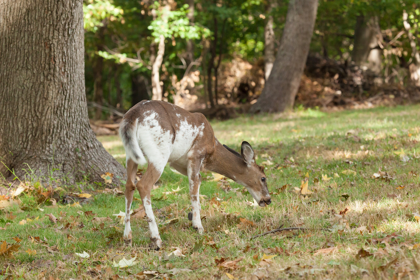 Albino and Piebald Deer