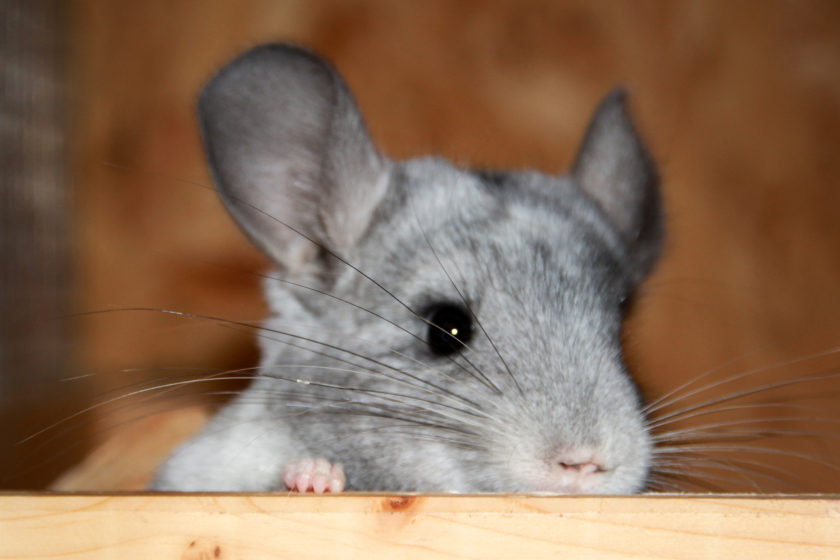 Chinchilla (Chinchillidae)