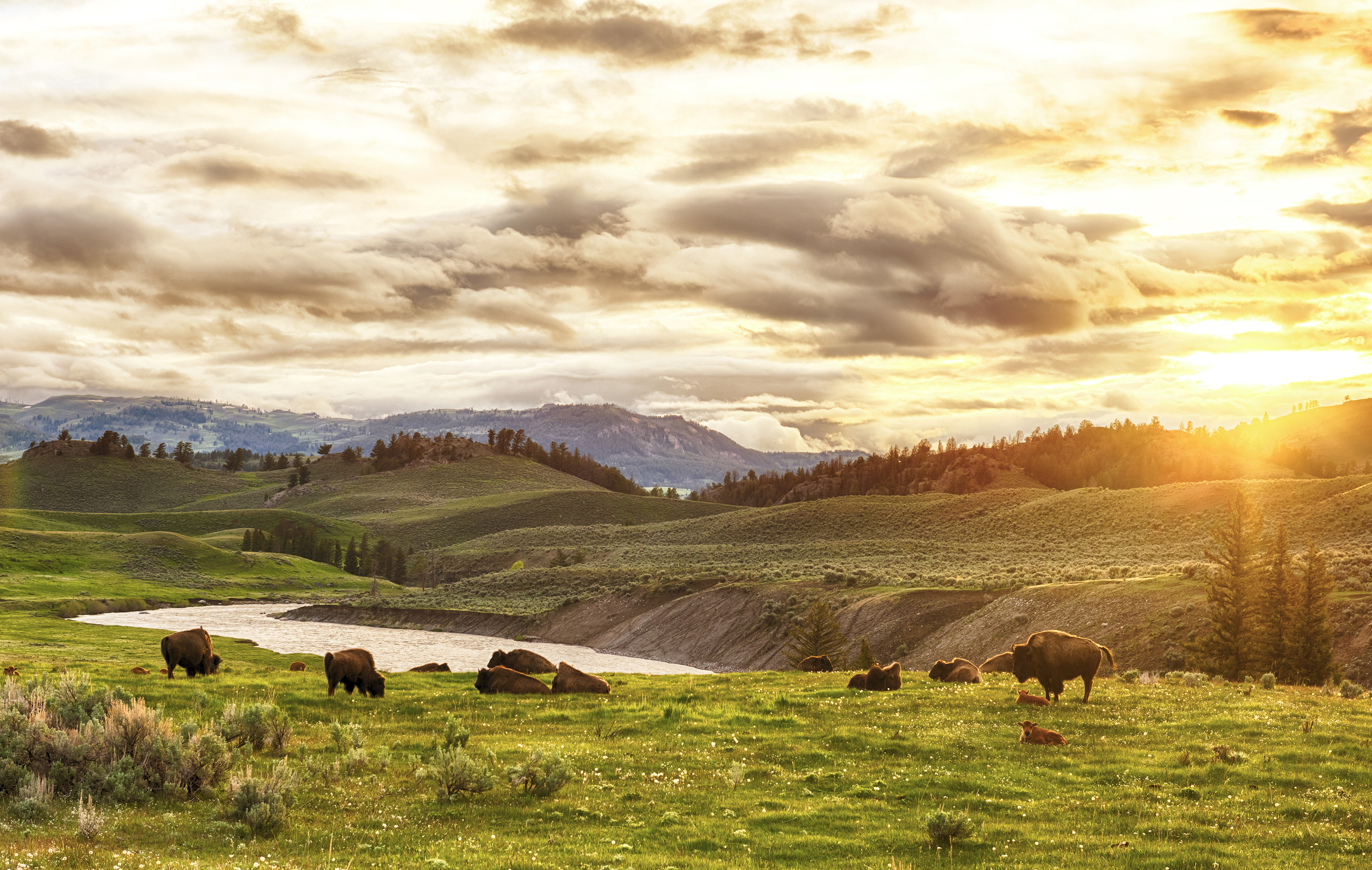 Herd of adult and baby buffaloes (bison bison) at sunset time. Yellowstone National Park, Wyoming, USA