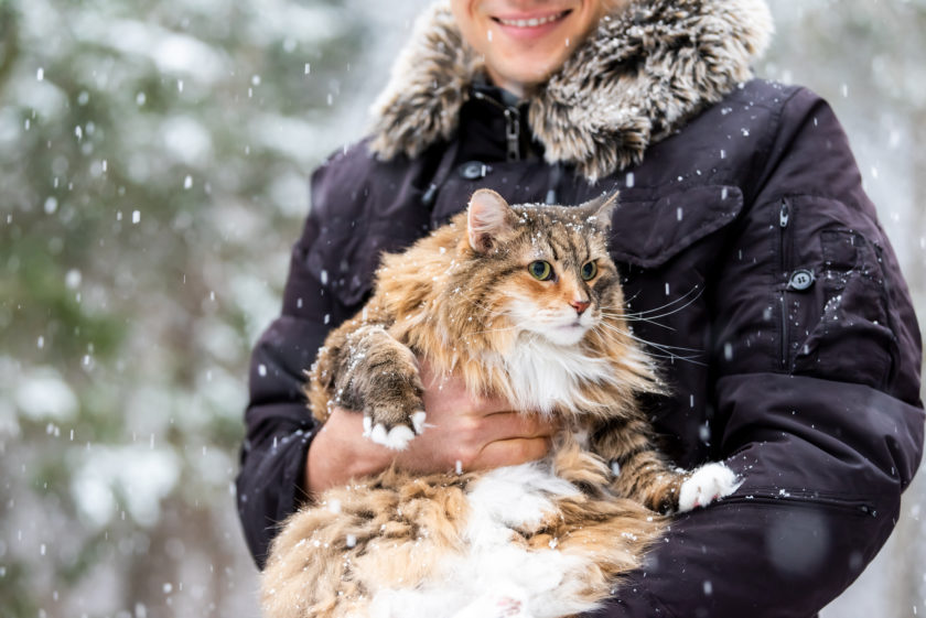 maine coon