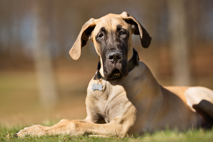 Great Dane lays in the grass.