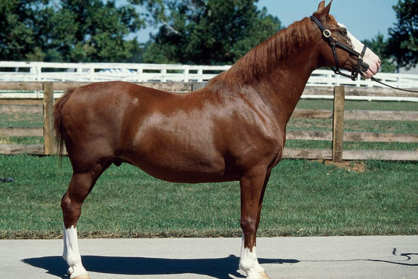 Hackney horse stands outside fenced area.