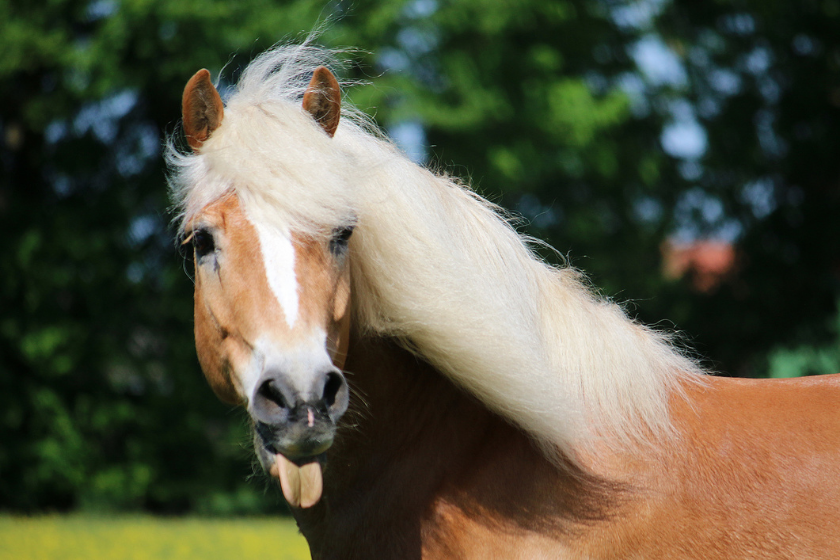 Funny halfinger horse gets caught sticking its tongue out.