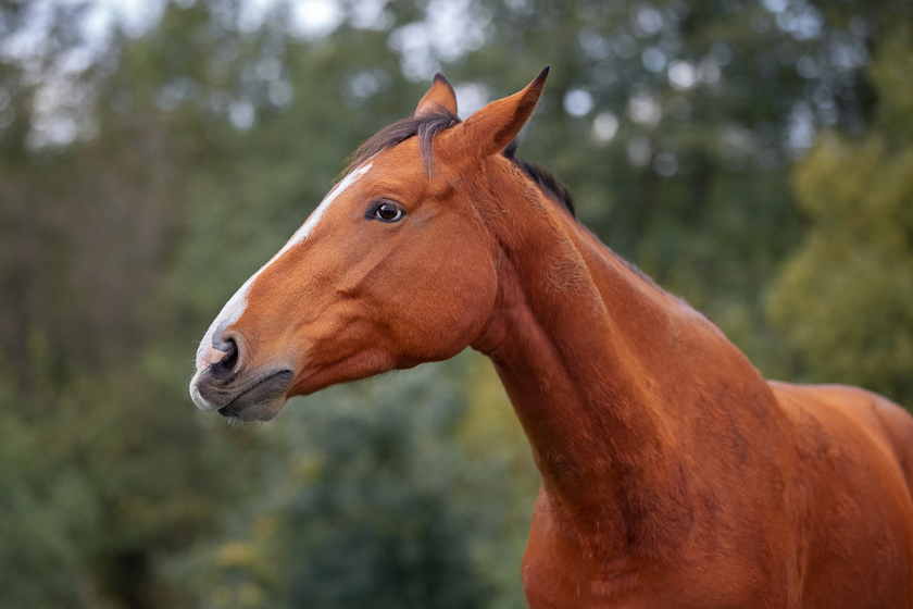 Hanoverian horse looks off into the distance