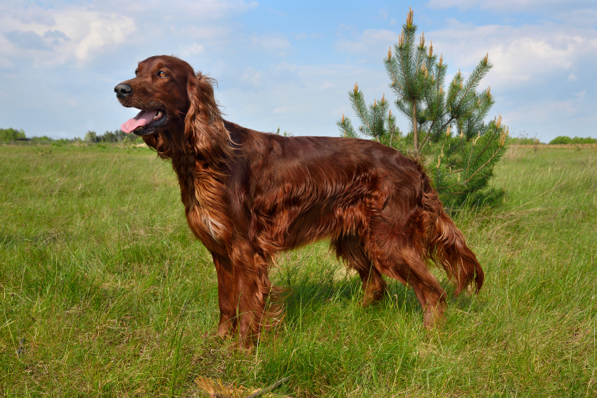 Beautiful irish setter standing in a field is most affectionate dog breed