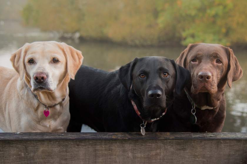 Labradors of all colors standing together.