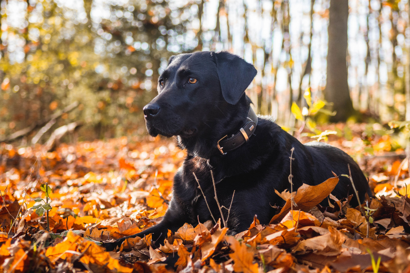 black lab sits in a pile of leaves