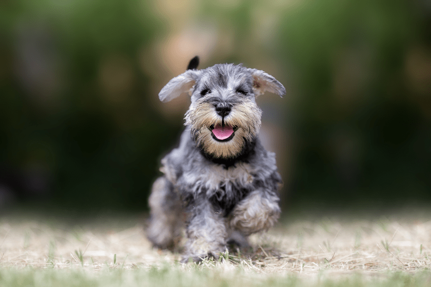 Mini schnauzer runs toward a camera most affectionate dog breed