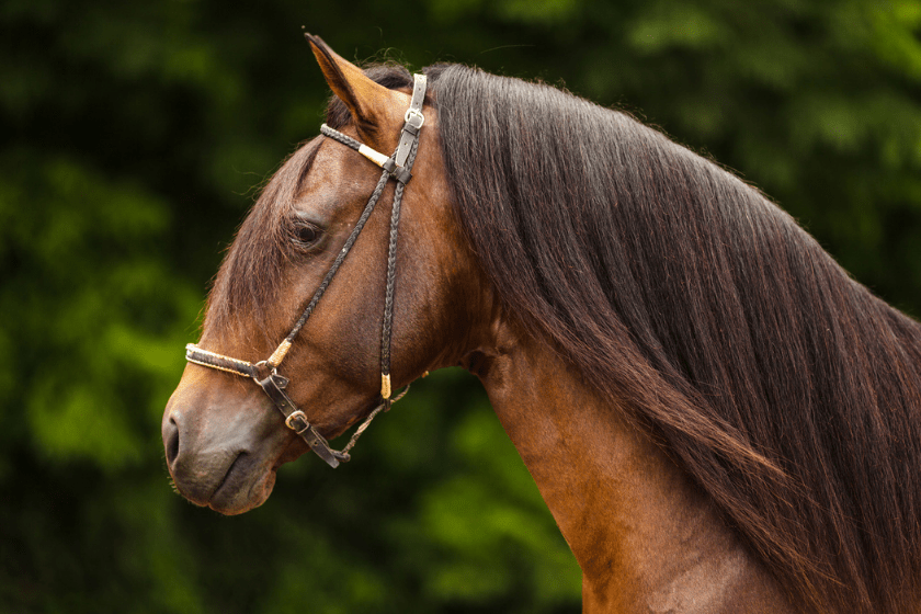 Paso Fino stallion has a well groomed coat and mane.