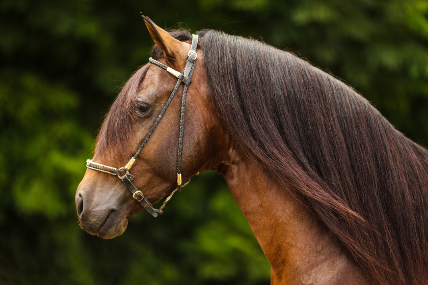 Paso Fino stallion has a well groomed coat and mane.