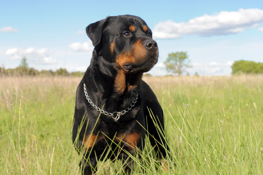 Rottweiler stands in grass