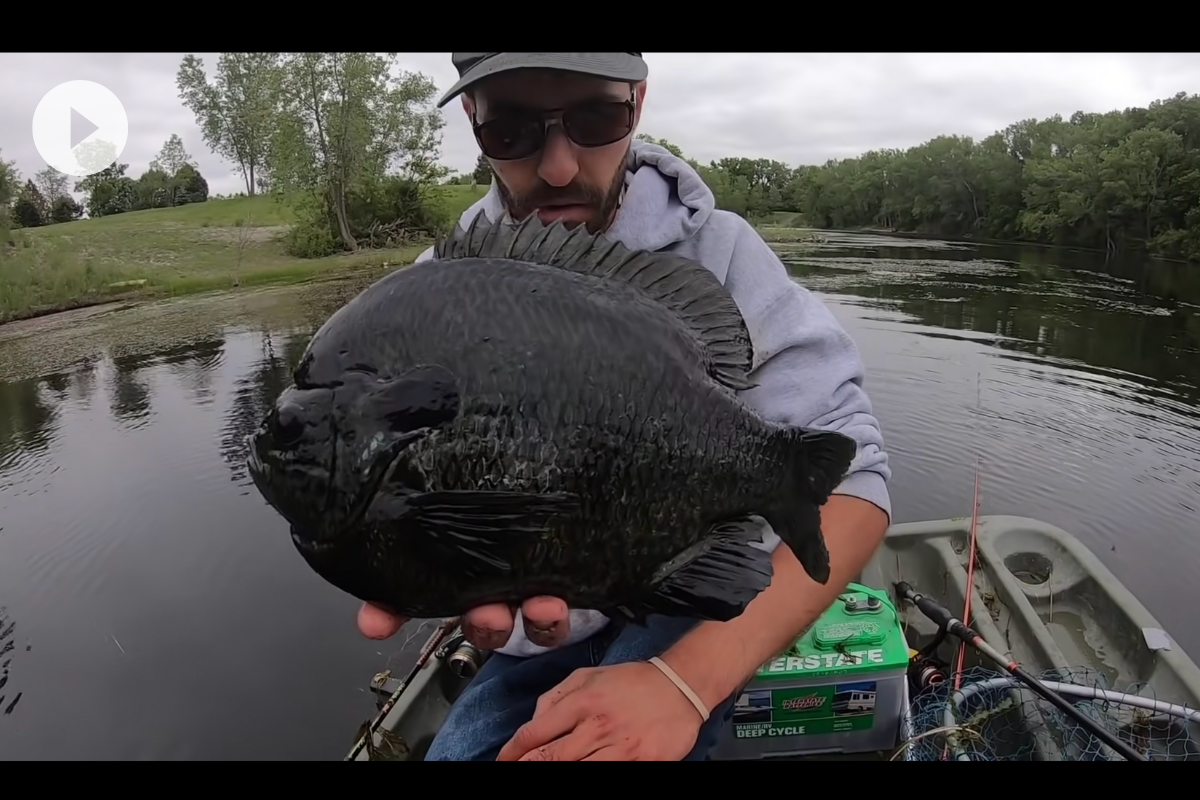 Angler Hooks Chunky Monster Hybrid Panfish In Small Farm Pond