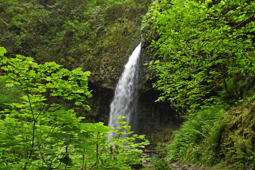 waterfall cascades into a lush green forest