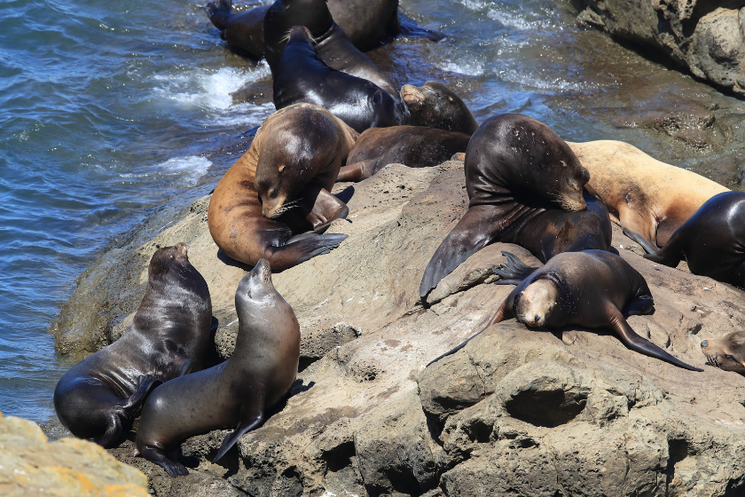 Sea Lions at Cape Arago Cliffs State Park, Coos Bay, Oregon