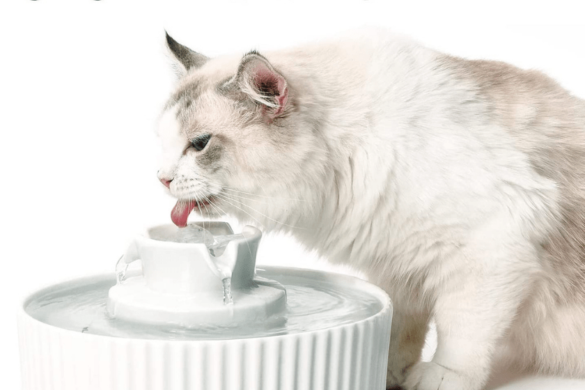 cat water fountains