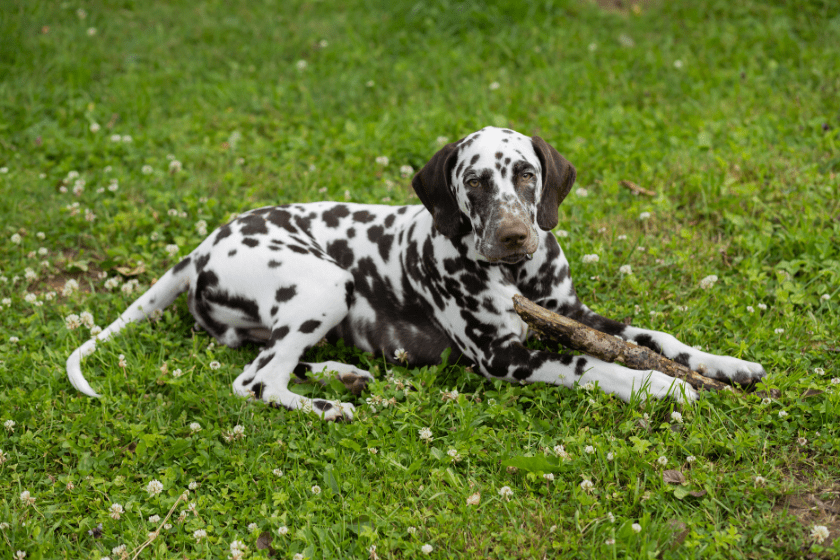 why do dogs eat sticks