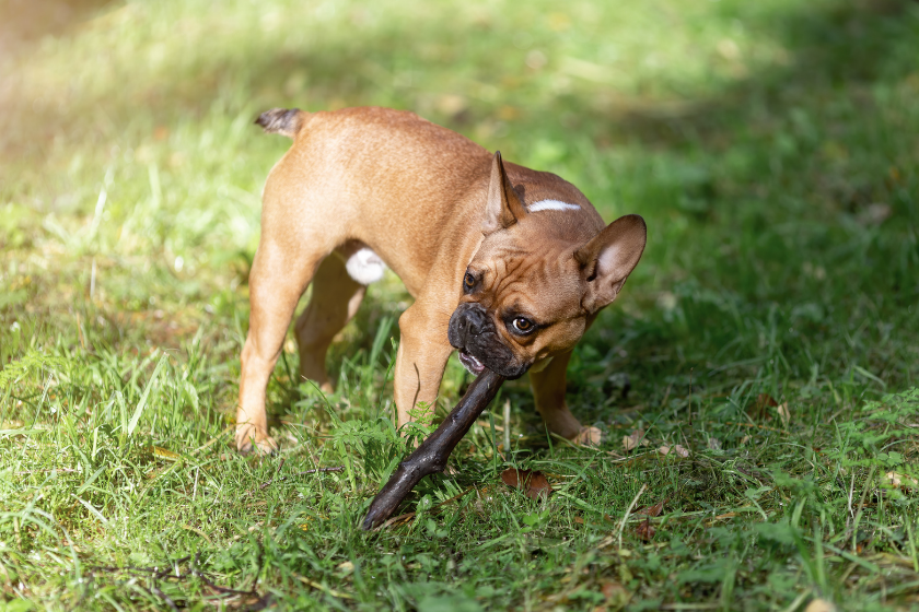 why do dogs eat sticks