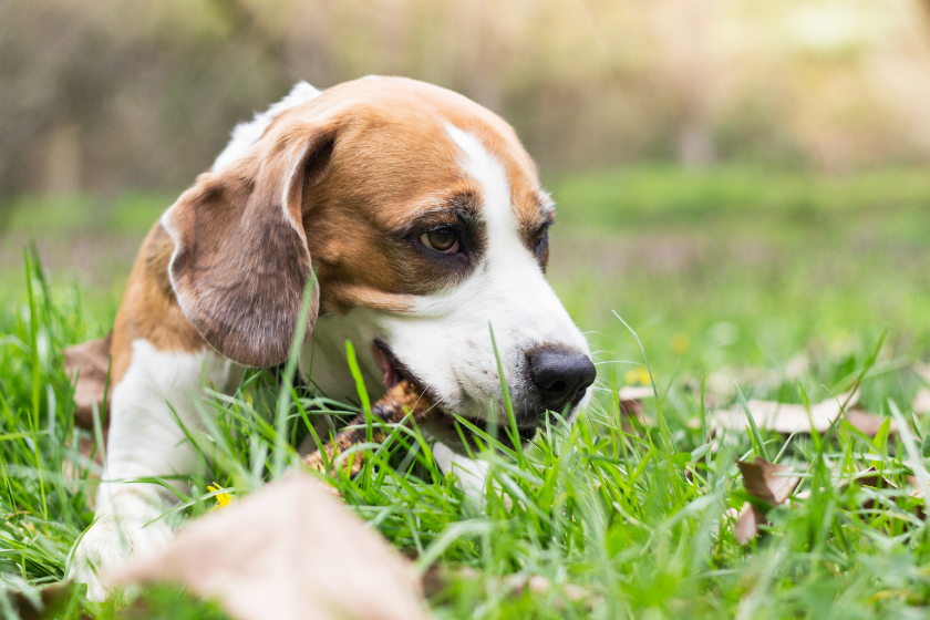 why do dogs eat sticks