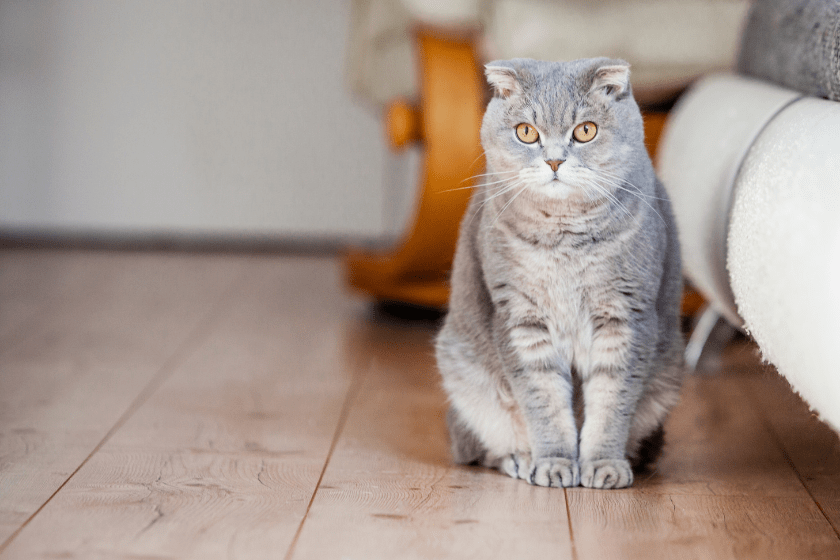 scottish fold meanest cat breed