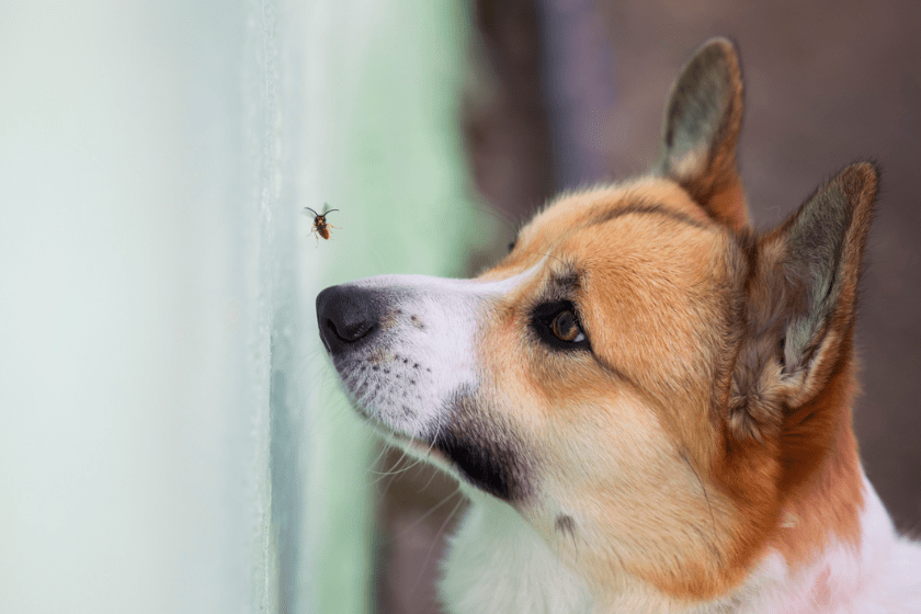can dogs eat honey dog with bee