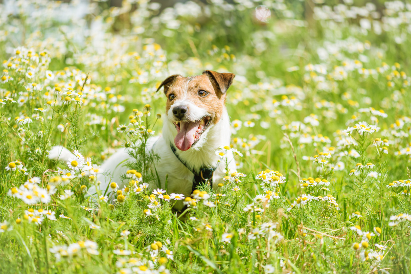 seasonal allergies in dogs