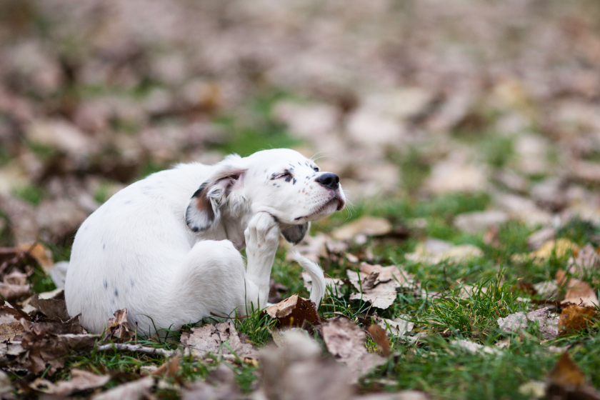 seasonal allergies in dogs